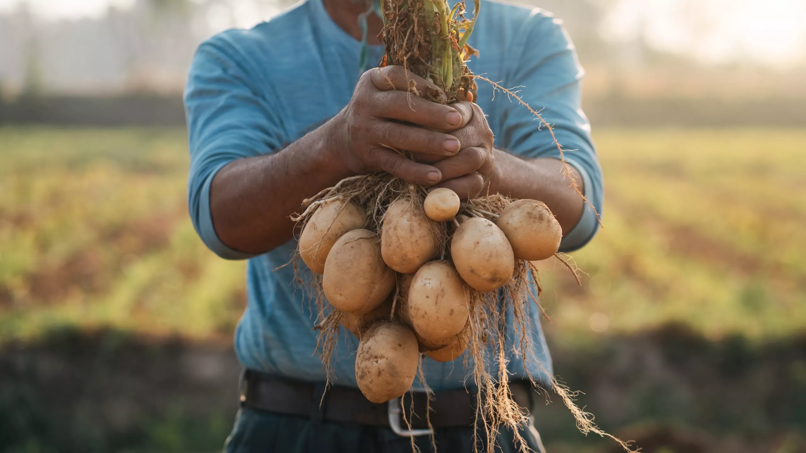 Ein Kartoffel-Überschuss, der wehtut!